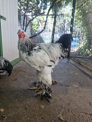 Cocoși Brahma HD si Potârnichiu