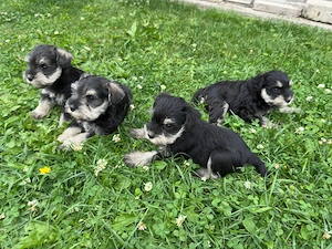 Pui Schnauzer Pitic (linii de campioni)