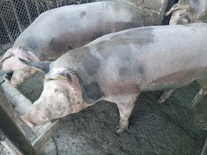 Porci de vanzare