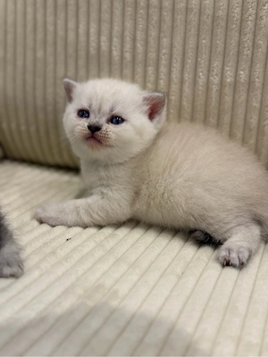 motanel british shorthair color point 
