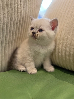 motanel british shorthair color point  - imagine 3