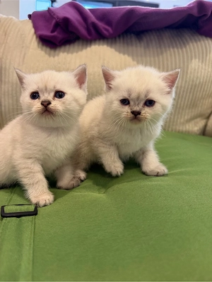 motanel british shorthair color point  - imagine 2