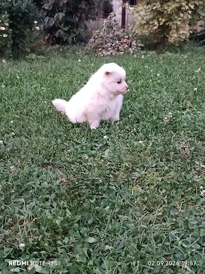 Pui cățeluș Spitz Pomeranian - imagine 5