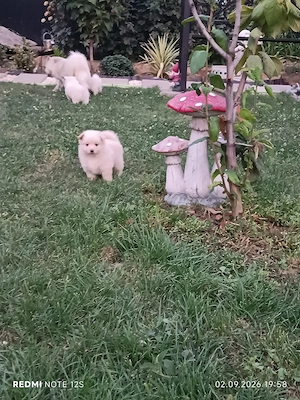 Pui cățeluș Spitz Pomeranian - imagine 2