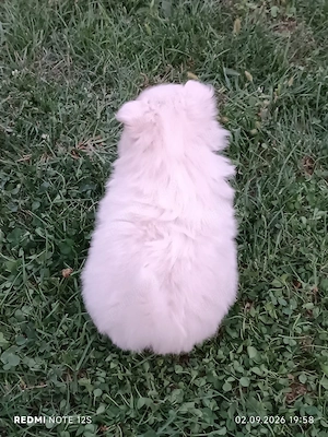 Pui cățeluș Spitz Pomeranian - imagine 3