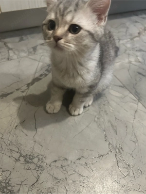 british shorthair - imagine 3
