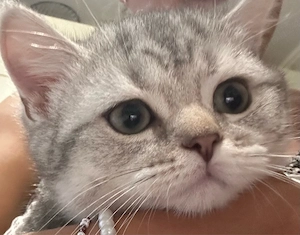 british shorthair - imagine 2