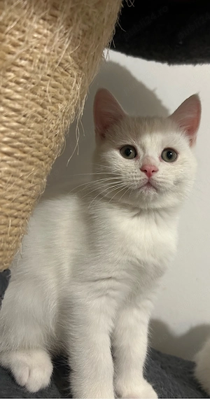 british shorthair - imagine 4