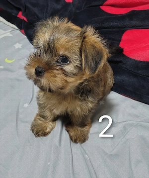 Căței shih tzu-yorkshire terrier - imagine 2
