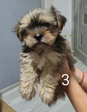Căței shih tzu-yorkshire terrier - imagine 3