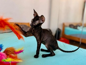 Motănel Cornish Rex - imagine 2