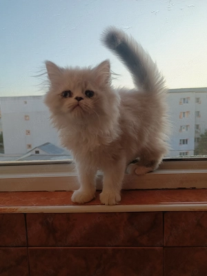 De vânzare pisicuțe 
