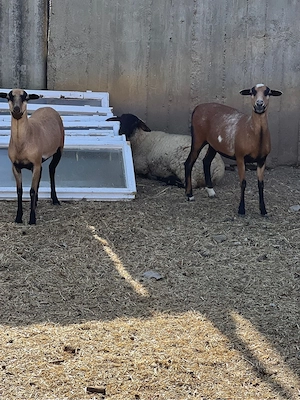 Disponibil oi Camerun si Suffolk - imagine 4