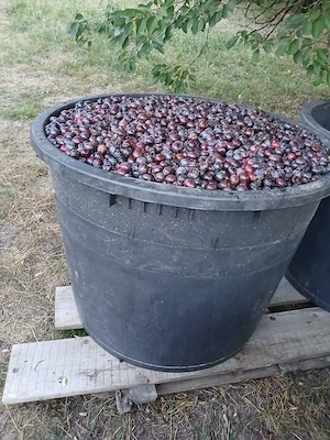 Vand prune gata culese