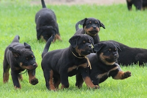  Pui de Rottweiler foarte dresați, ascultători și iubitori, în căutarea unor noi cămine - imagine 2