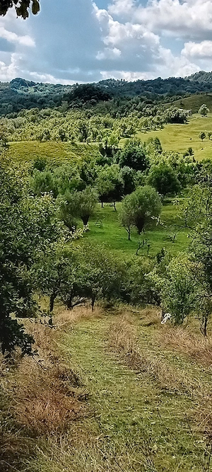Urgent Ofertă  12000mp - imagine 4