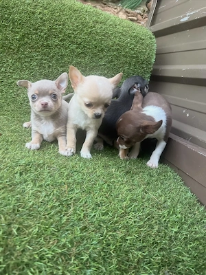 Vino să primești toată dragostea de care ai nevoie de la puii noștri de chihuahua  - imagine 4