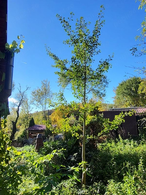 Cabană de vânzare, Poienița Voinii, Hunedoara - imagine 5