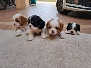 Aruncați o privire la puii noștri de rasă Cavalier King Charles