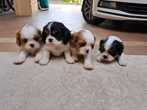 Pui de Cavalier King Charles frumoși, sănătoși și afectuoși au nevoie de noi familii - imagine 2