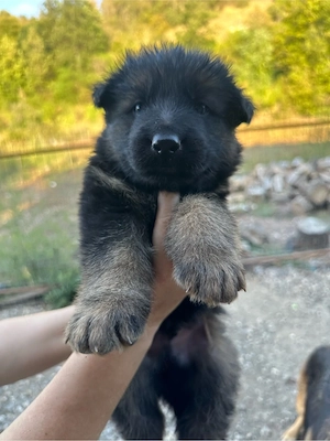 Puișori de ciobănesc german