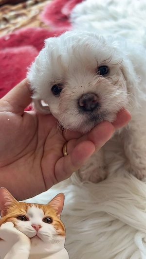 Bichon maltez 