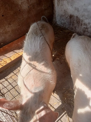 capre. si. porci