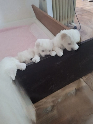 Bichsoni maltezi 6 saptamanii