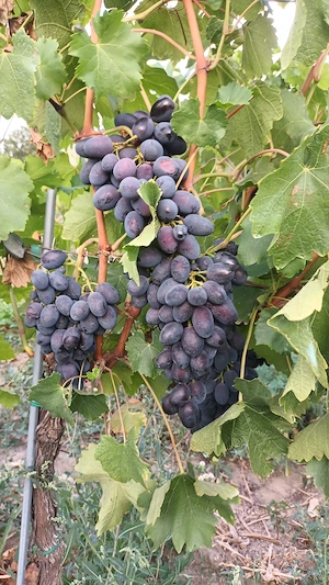 Vand struguri de vin soi merlot si cabernet sauvignon.