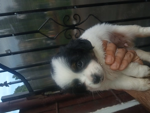 Bichon maltez