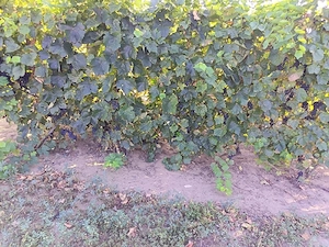 De vanzare struguri 