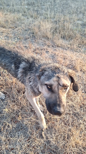 Kangal adult de donat - imagine 5