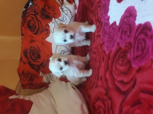 Bichon talie mică 