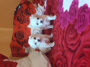 Bichon talie mică 