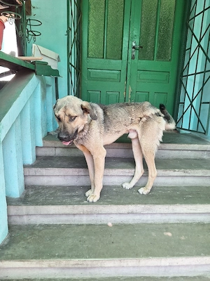 Kangal adult de donat