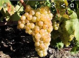 struguri de vin toată soiurile 
