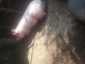 Disponibili 120 150kg 