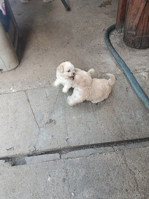 vand catei bichon maltez  - imagine 3