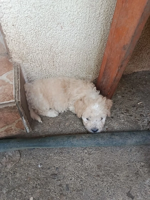 vand catei bichon maltez  - imagine 4