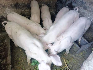 Purcei Landrace cu marele alb