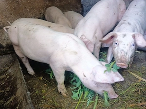 Purcei Landrace cu marele alb - imagine 2