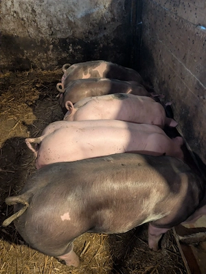 Purcei de carne de 25-30 kg