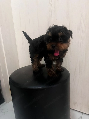 Yorkshire Terrier cu Pedigree