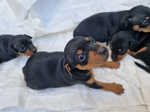 Catelusa Pinscher