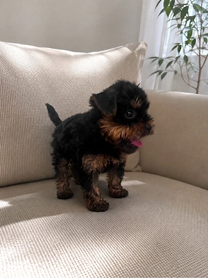 yorkshire terrier 