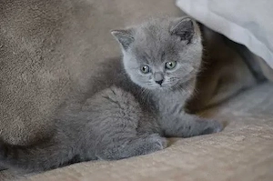 British Shorthair Blue - imagine 2