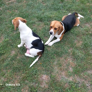 Cățeluși Beagle de vânzare  - imagine 3