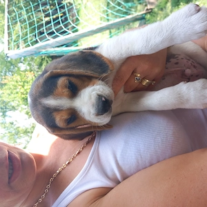 Cățeluși Beagle de vânzare 