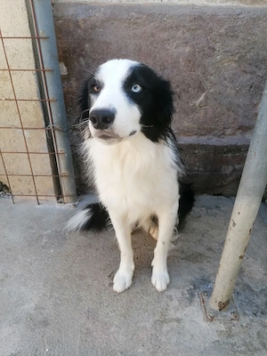 Border Collie 