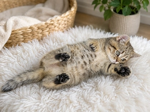 British Shorthair Tabby - imagine 2